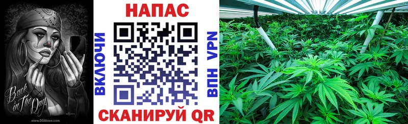 цены   Куртамыш  Каннабис план 